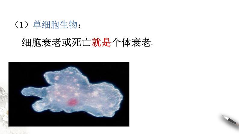 高中生物第一册 6 3 细胞的衰老和死亡 课件第6页