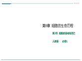 高中生物第一册 6 3细胞的衰老和死亡 课件