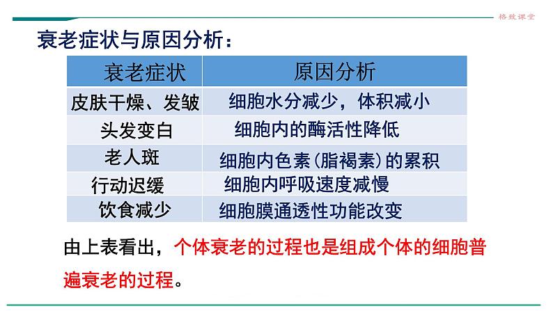 高中生物第一册 6 3细胞的衰老和死亡 课件第8页