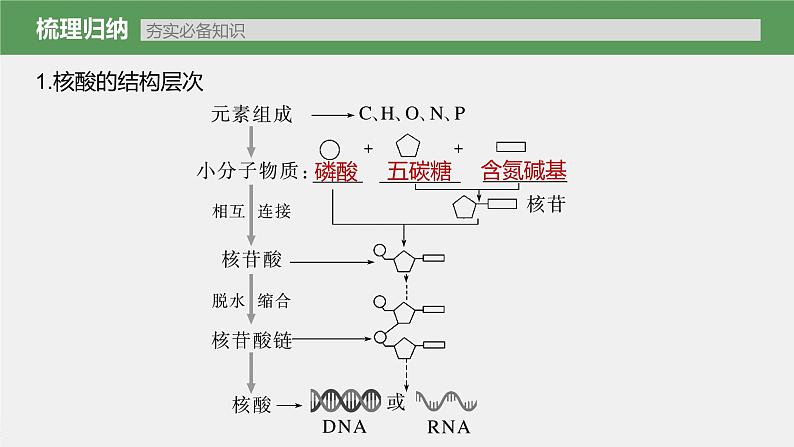 新人教新高考生物一轮复习课件  第1单元 第4课时　核酸是遗传信息的携带者07