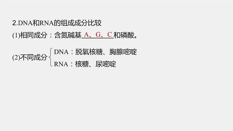 新人教新高考生物一轮复习课件  第1单元 第4课时　核酸是遗传信息的携带者08