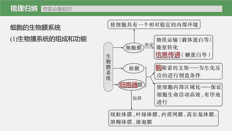 新人教新高考生物一轮复习课件  第2单元 第3课时　细胞器之间的协调配合05