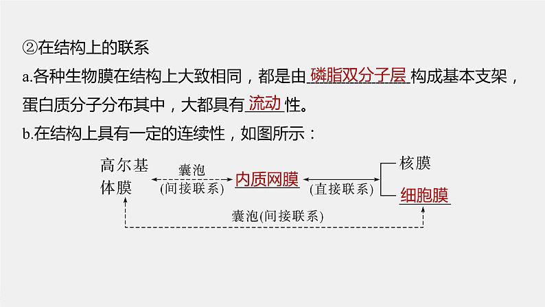 新人教新高考生物一轮复习课件  第2单元 第3课时　细胞器之间的协调配合08