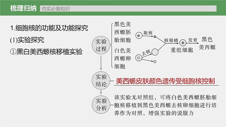 新人教新高考生物一轮复习课件  第2单元 第4课时　细胞核的结构和功能第5页