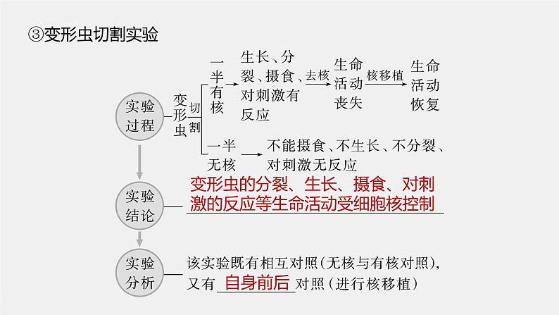 新人教新高考生物一轮复习课件  第2单元 第4课时　细胞核的结构和功能第7页