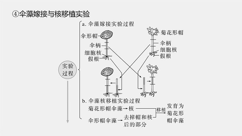 新人教新高考生物一轮复习课件  第2单元 第4课时　细胞核的结构和功能第8页