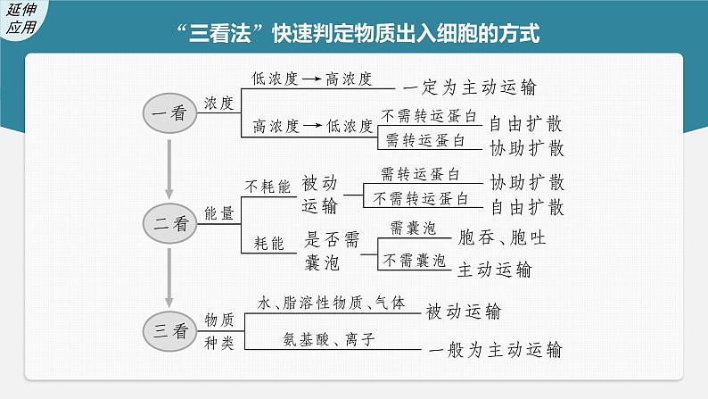 新人教新高考生物一轮复习课件  第2单元 第6课时　物质出入细胞的方式及影响因素第8页