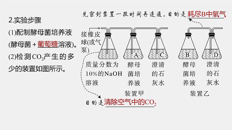 新人教新高考生物一轮复习课件  第3单元 第3课时　细胞呼吸的方式和过程第8页