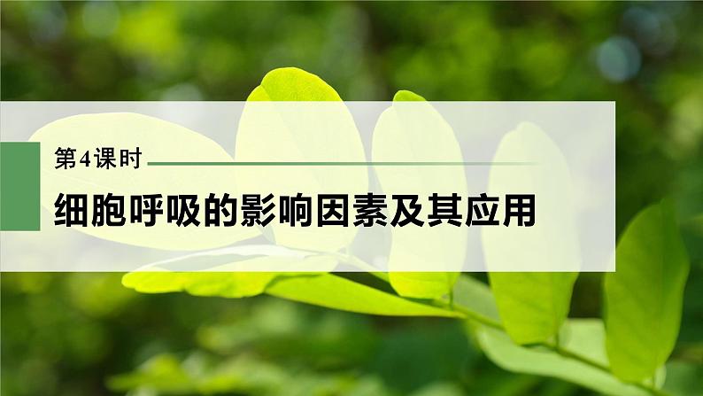 新人教新高考生物一轮复习课件  第3单元 第4课时　细胞呼吸的影响因素及其应用03