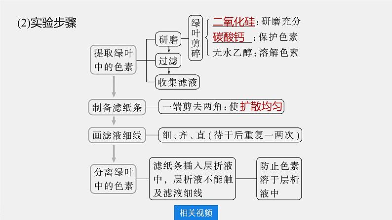 新人教新高考生物一轮复习课件  第3单元 第5课时　捕获光能的色素和结构06