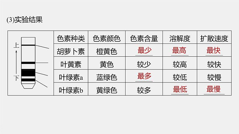 新人教新高考生物一轮复习课件  第3单元 第5课时　捕获光能的色素和结构08