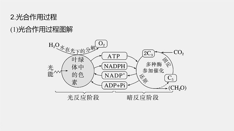 新人教新高考生物一轮复习课件  第3单元 第6课时　光合作用的原理07