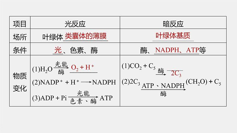 新人教新高考生物一轮复习课件  第3单元 第6课时　光合作用的原理08