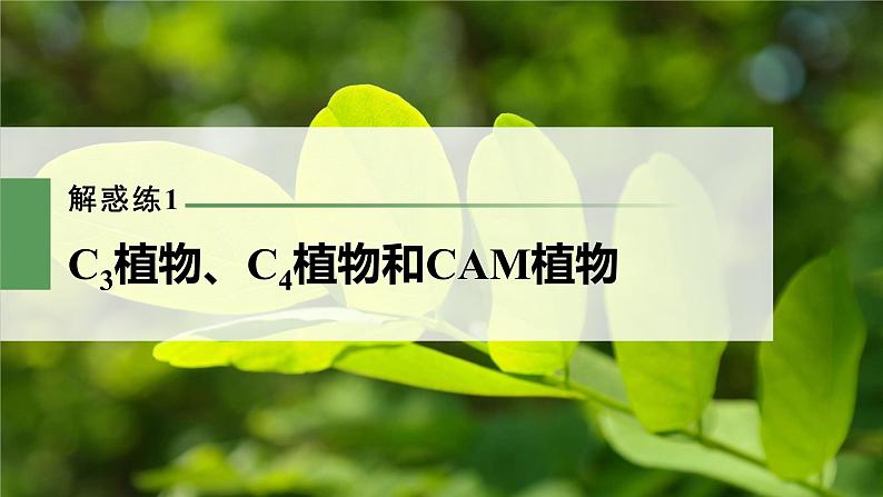 新人教新高考生物一轮复习课件  第3单元 解惑练1　C3植物、C4植物和CAM植物03