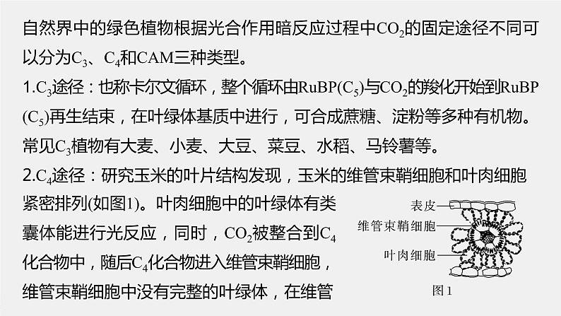 新人教新高考生物一轮复习课件  第3单元 解惑练1　C3植物、C4植物和CAM植物04