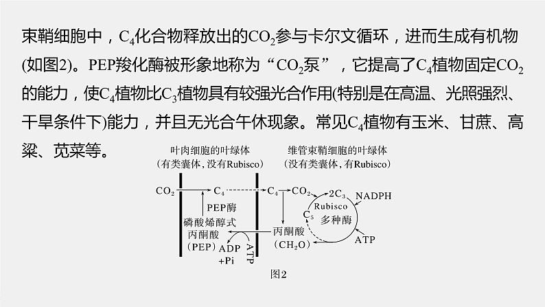 新人教新高考生物一轮复习课件  第3单元 解惑练1　C3植物、C4植物和CAM植物05