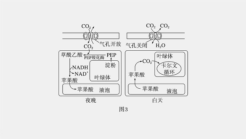 新人教新高考生物一轮复习课件  第3单元 解惑练1　C3植物、C4植物和CAM植物07