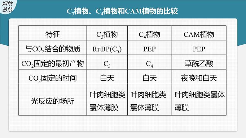 新人教新高考生物一轮复习课件  第3单元 解惑练1　C3植物、C4植物和CAM植物08