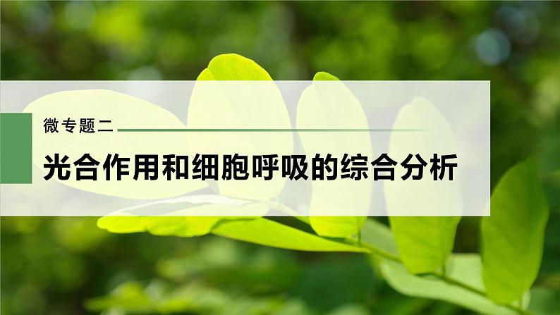 新人教新高考生物一轮复习课件  第3单元 微专题二　光合作用和细胞呼吸的综合分析03