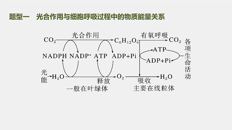 新人教新高考生物一轮复习课件  第3单元 微专题二　光合作用和细胞呼吸的综合分析04