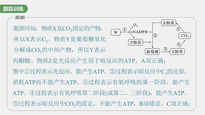 新人教新高考生物一轮复习课件  第3单元 微专题二　光合作用和细胞呼吸的综合分析08