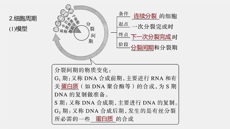 新人教新高考生物一轮复习课件  第4单元 第1课时　细胞的增殖08