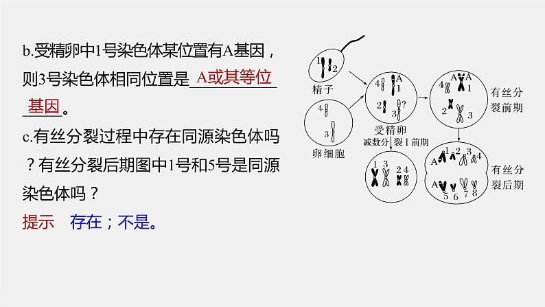 新人教新高考生物一轮复习课件  第4单元 第3课时　减数分裂和受精作用的过程分析07