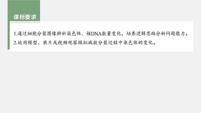 新人教新高考生物一轮复习课件  第4单元 第4课时　减数分裂与有丝分裂的比较及观察蝗虫精母细胞减数分裂装片04