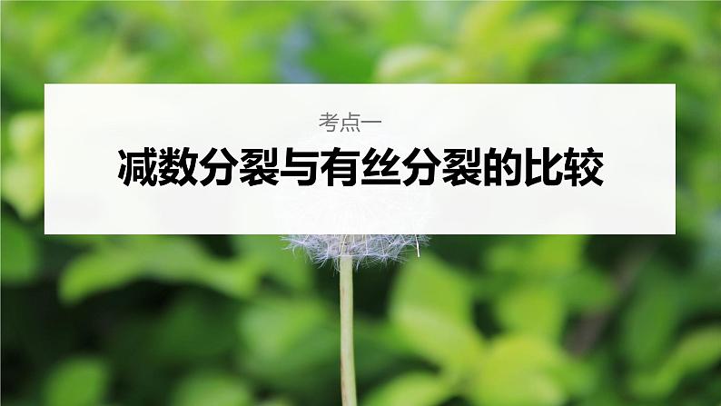 新人教新高考生物一轮复习课件  第4单元 第4课时　减数分裂与有丝分裂的比较及观察蝗虫精母细胞减数分裂装片06