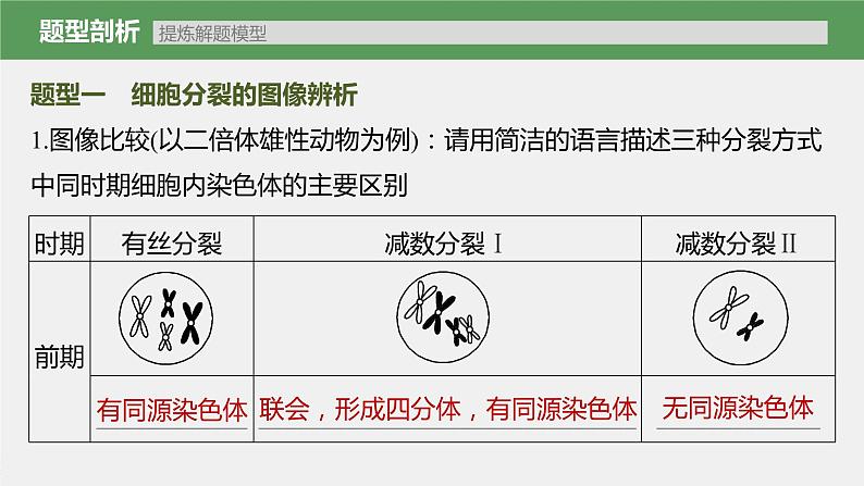 新人教新高考生物一轮复习课件  第4单元 第4课时　减数分裂与有丝分裂的比较及观察蝗虫精母细胞减数分裂装片07