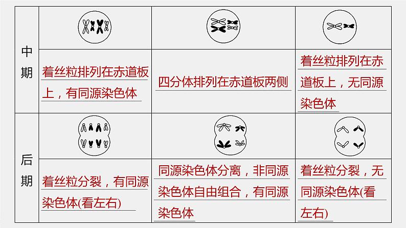 新人教新高考生物一轮复习课件  第4单元 第4课时　减数分裂与有丝分裂的比较及观察蝗虫精母细胞减数分裂装片08