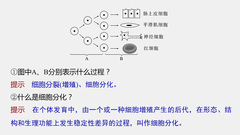 新人教新高考生物一轮复习课件  第4单元 第5课时　细胞的分化、衰老和死亡第8页