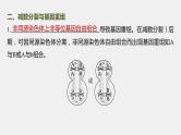 新人教新高考生物一轮复习课件  第4单元 微专题三　减数分裂与可遗传变异的关系