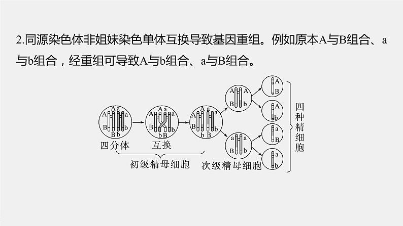 新人教新高考生物一轮复习课件  第4单元 微专题三　减数分裂与可遗传变异的关系06