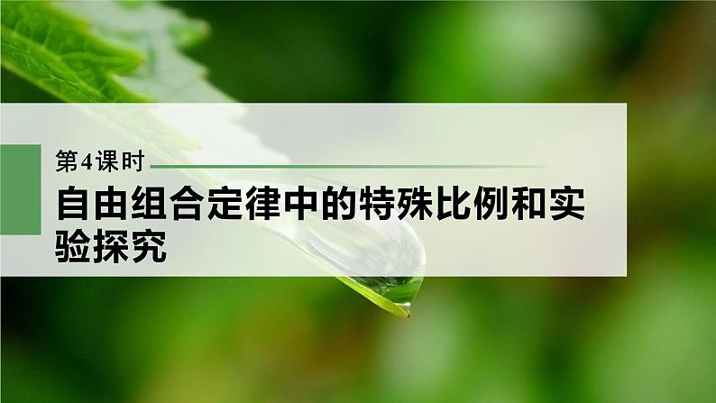 新人教新高考生物一轮复习课件  第5单元 第4课时　自由组合定律中的特殊比例和实验探究第3页