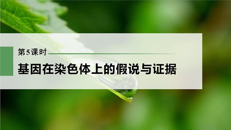 新人教新高考生物一轮复习课件  第5单元 第5课时　基因在染色体上的假说与证据第3页