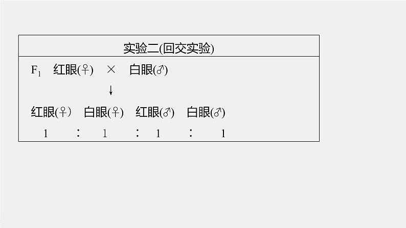 新人教新高考生物一轮复习课件  第5单元 第5课时　基因在染色体上的假说与证据第8页
