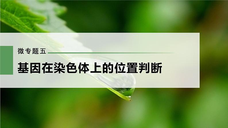 新人教新高考生物一轮复习课件  第5单元 微专题五　基因在染色体上的位置判断第3页