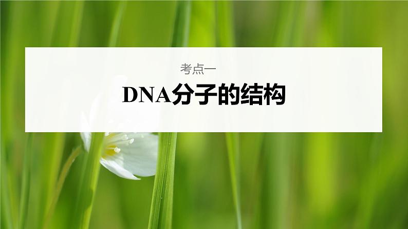 新人教新高考生物一轮复习课件  第6单元 第2课时　DNA分子的结构及基因的概念第6页