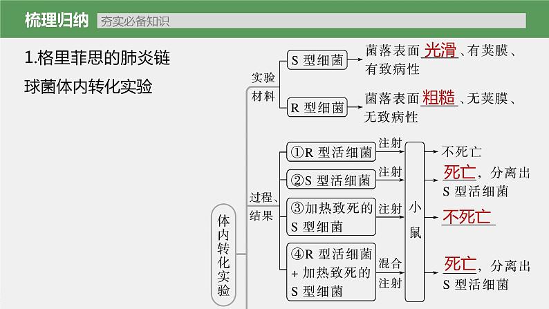 新人教新高考生物一轮复习课件  第6单元 第1课时　DNA是主要的遗传物质第7页