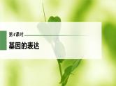 新人教新高考生物一轮复习课件  第6单元 第4课时　基因的表达