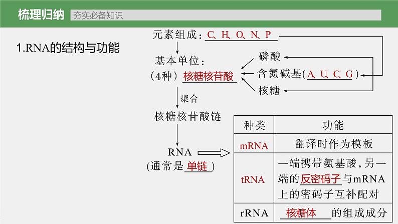 新人教新高考生物一轮复习课件  第6单元 第4课时　基因的表达第7页