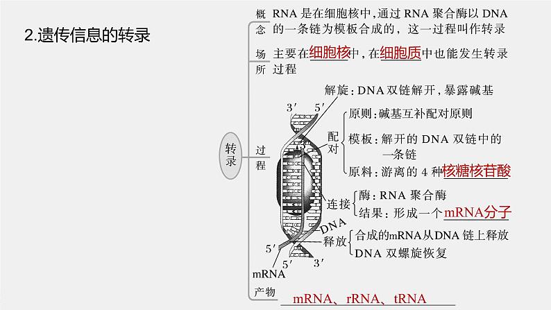 新人教新高考生物一轮复习课件  第6单元 第4课时　基因的表达第8页