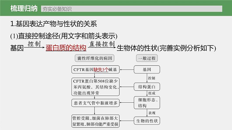 新人教新高考生物一轮复习课件  第6单元 第5课时　基因表达与性状的关系05