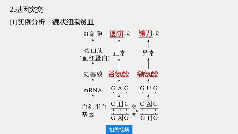 新人教新高考生物一轮复习课件  第7单元 第1课时　基因突变和基因重组第8页