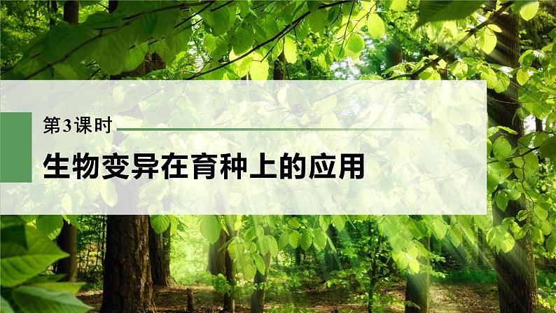 新人教新高考生物一轮复习课件  第7单元 第3课时　生物变异在育种上的应用03