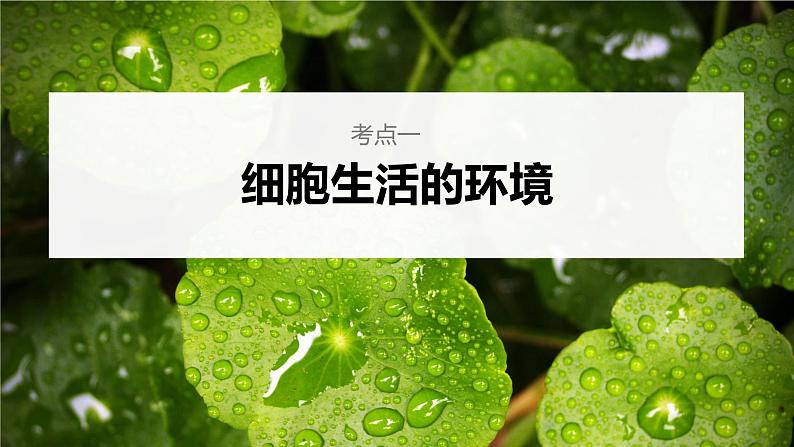 新人教新高考生物一轮复习课件  第8单元 第1课时　人体的内环境与稳态06