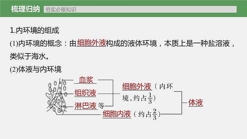 新人教新高考生物一轮复习课件  第8单元 第1课时　人体的内环境与稳态07