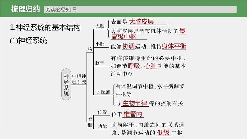 新人教新高考生物一轮复习课件  第8单元 第2课时　神经调节的结构基础及基本方式07