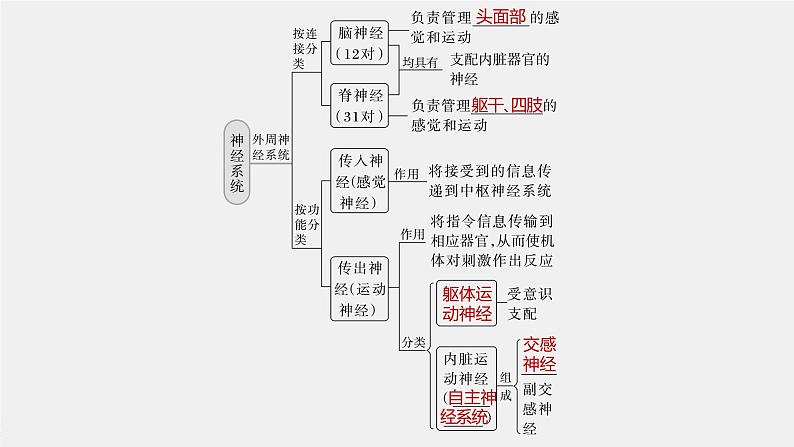 新人教新高考生物一轮复习课件  第8单元 第2课时　神经调节的结构基础及基本方式08